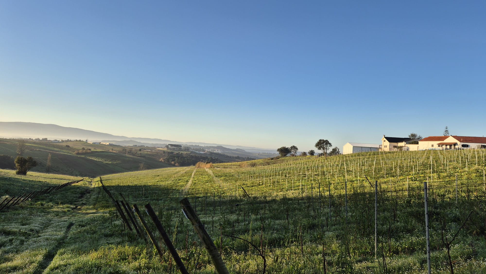 Vineyards 0
